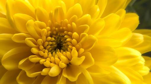 yellow  flower  close up  macro  nature  natural  organic