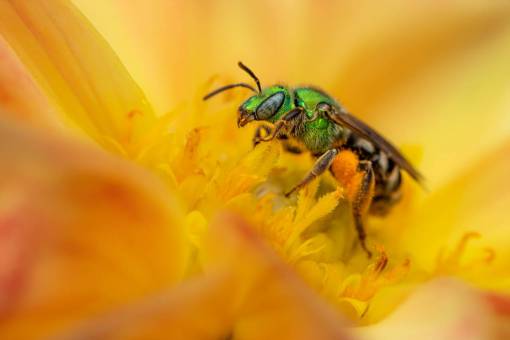 collar Abeja recogiendo polen en una flor