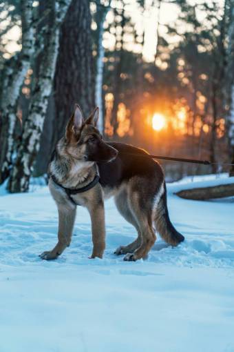 perros perro nieve perro pastor