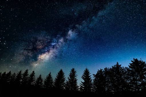 pine milky way  pine forest  night  dawn  