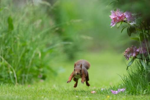 running squirrel in the garden