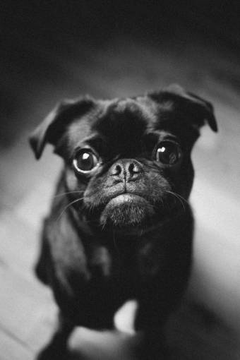 canine animal puppy dog pets small pug;Black And White;dog cute