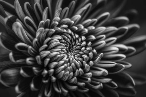 black and white macro plant close-up nature flower dahlia;flowe;Macrophotography