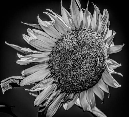 day flower close-up plant nature sunflower single flower petal