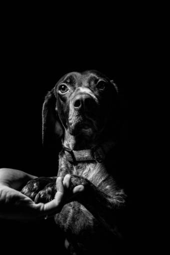 canine pets purebred dog dog;Giving;hand;Black And White dog cute canine animal