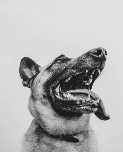 canine sheepdog portrait in black and white