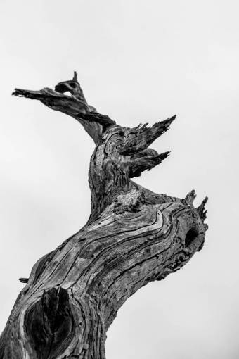 branch tree branch black and white