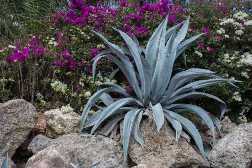 aloe aloe vera  plants  flowers  garden  rocks
