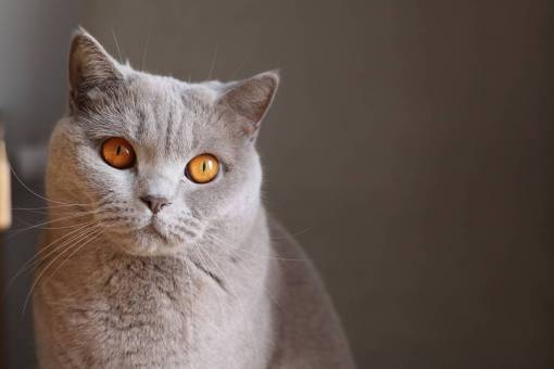curiosity animals  feline  cats  whiskers  snout  fur  cute