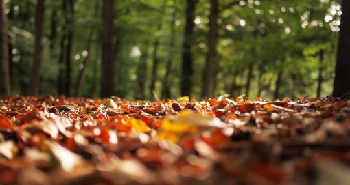 bosque otono otoño hojas de otoño bosque borroso bosques naturaleza