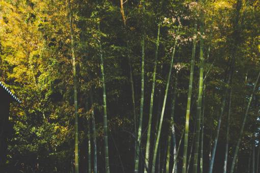 bamboo bamboo  trees  forest  woods  leaves  branches  nature