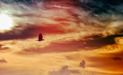 alas pájaro volando alas animal cielo puesta de sol anochecer