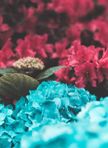 petalos de rosa azul rosa flores pétalos jardín naturaleza plantas