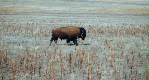 buffalo buffalo  animal  grass  nature  field
