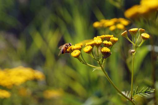 abejas abejorro insecto néctar flores