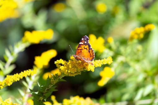 alas Mariposa cerrar jardín de insectos bug detalle de verano