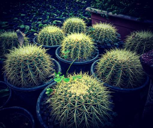cactus cactus planta jardín maceta verde maceta florero