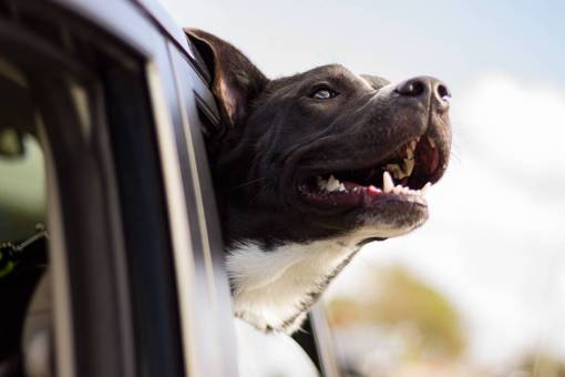 teeth car  travel  dog  pet  animal  travel  window