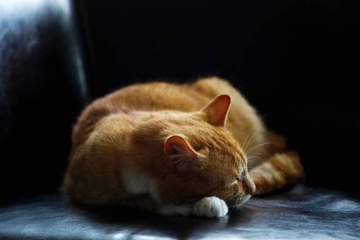 cat  animal  kitten  cute  floor  couch  leather