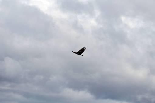 volador nubes pájaro volador cielo vuelo nube monocromática
