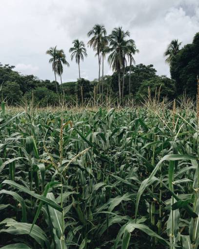 cocoteros plantas de maíz cielo nubes granja