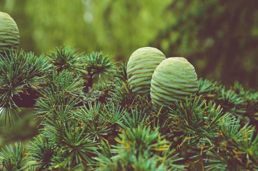 coniferous conifer cone  pine  green  leaf  plant  nature  garden
