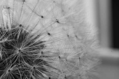dientes diente de león flor planta naturaleza en blanco y negro