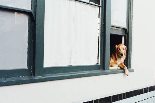 retriever dog  animal  golden retriever  window  house
