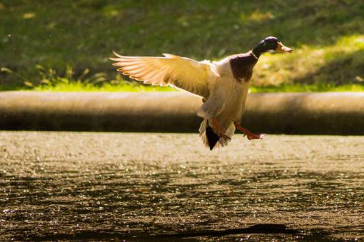 volador pato pájaro alas volador animal agua pico