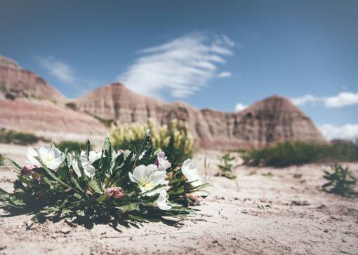 flor desierto rocas arena hierba nubes cielo