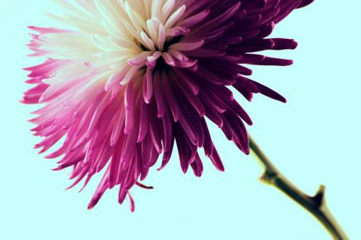 flower  pink  petal  bloom  garden  plant  nature
