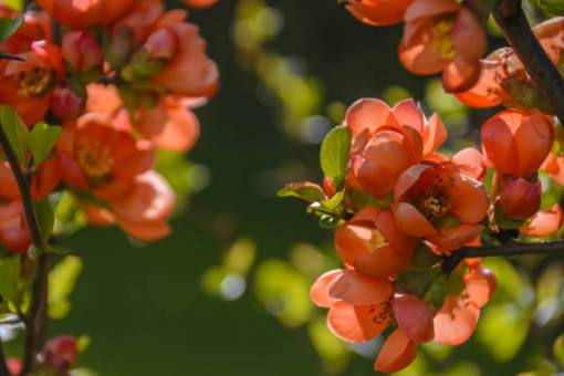 flour flower  red  petal  bloom  garden  plant  nature