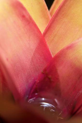 botanist flower  tropical  macro  close up  botanic  botany  botanist
