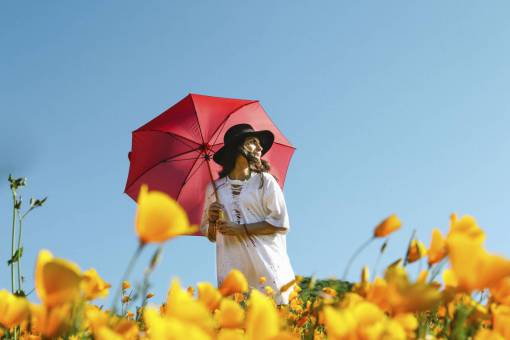 flower  yellow  petal  bloom  garden  plant  nature