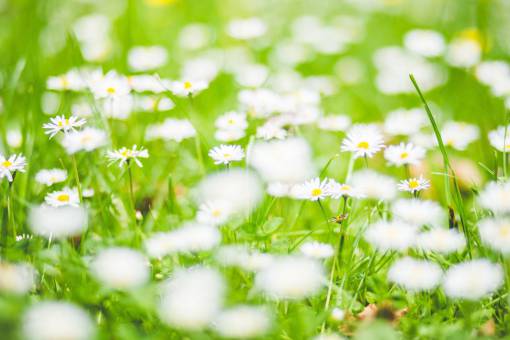 flowers  nature  blossoms  branches  bed  field  stems