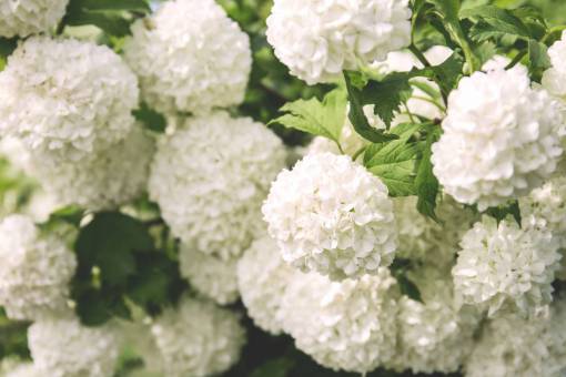 flores naturaleza flores hojas pétalos blancos campo