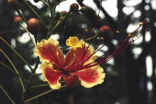 flowers  nature  blossoms  trees  fruits  stems  stalk