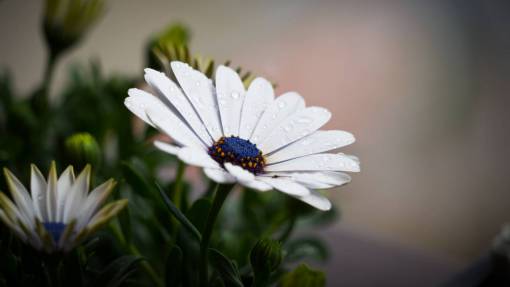 daisy flowers  nature  blossoms  white  daisies  stalks  stems