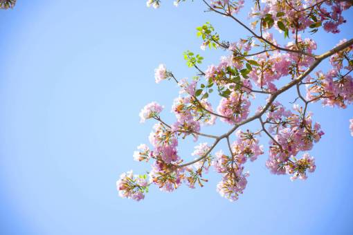 flowers  nature  pink  blossoms  spring  summer  branches