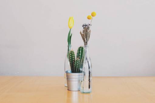 tulip flowers  vases  cactus  tulips  decoration  objects  still life