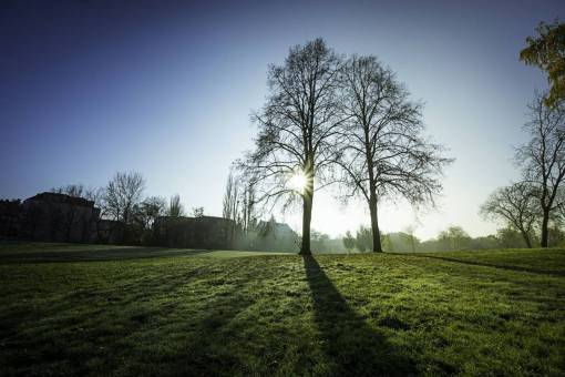 hierba verde árboles planta día soleado luz solar