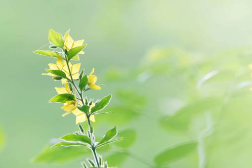 daylight green  leaf  plant  nature  blur  outdoor  daylight
