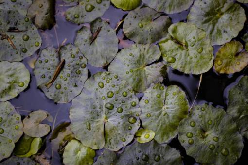 hoja verde planta naturaleza agua gota gotas de lluvia