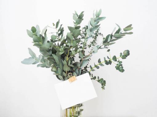 envelope green  leaf  plants  interior  flower  glass  water