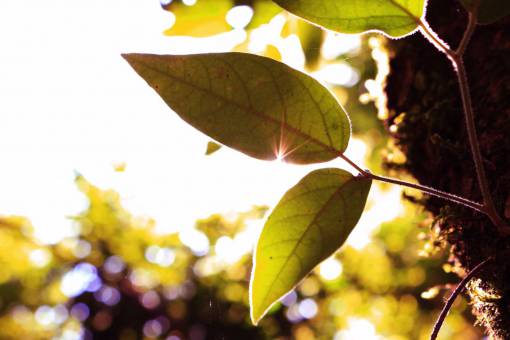 manana luz hoja verde árbol planta naturaleza desenfoque