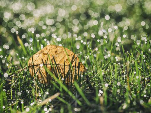 dried-food green  leaves  plants  dried  autumn  fall  bokeh
