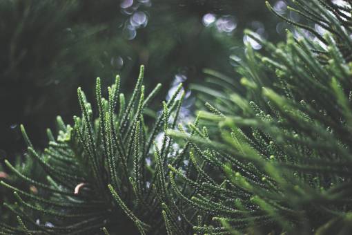 bokeh natureza planta verde