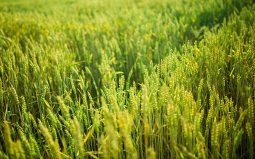 green  plants  crops  agriculture  field  farm  rural