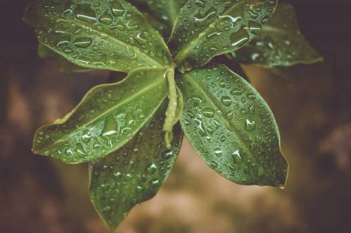 rainy green  plants  leaves  nature  wet  raining  outdoors
