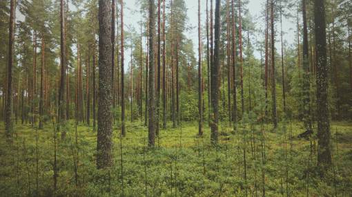 green  woods  forest  nature  outdoors  trees  bark